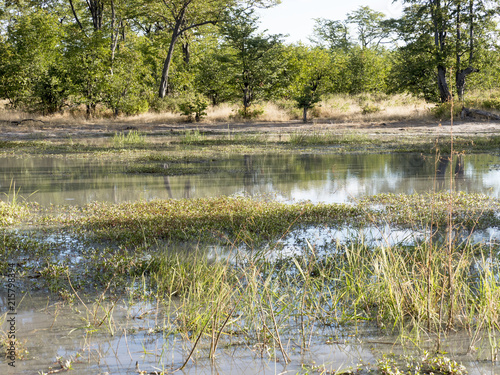 Flooded landscape, in the Moremi National Park, Botswana