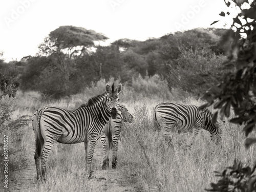 Damara zebra  Equus burchelli antiquorum  in high grass Moremi National Park  Botswana