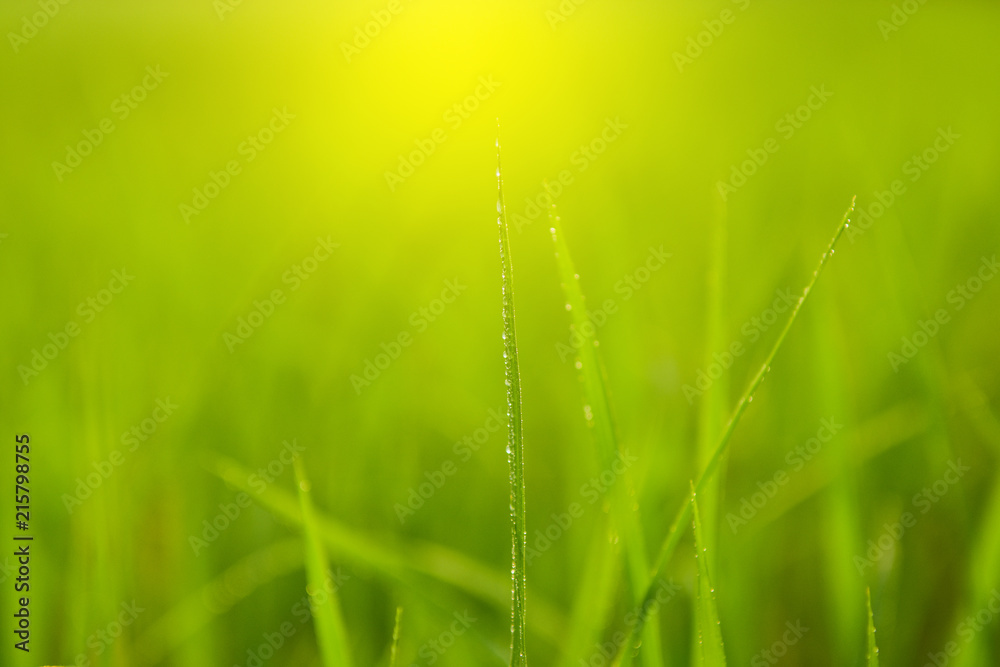 Water drops on a green grass with Nature background,Early morning dew on grass.selected focus