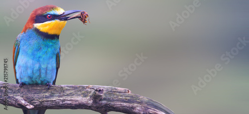Wild colored bird with an insect in a beak panorama