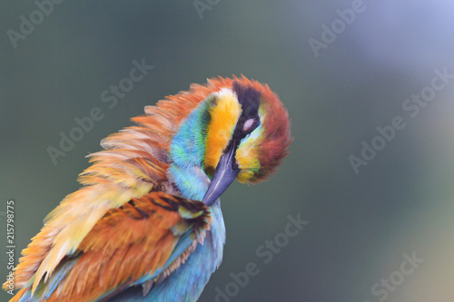 exotic bird cleans your colored feather photo