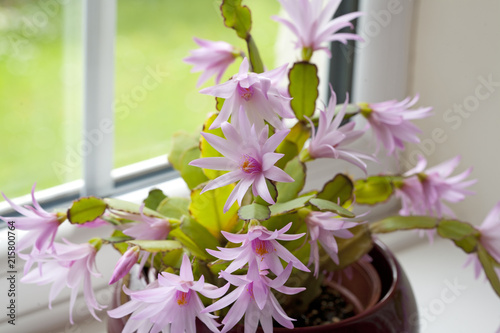 Easter Cactus growing in a plant pot  by a window
Easter Cactus growing in a plant pot  by a window
Easter Cactus growing in a plant pot  by a window

