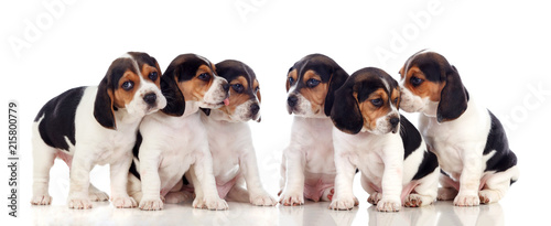 Six beautiful beagle puppies