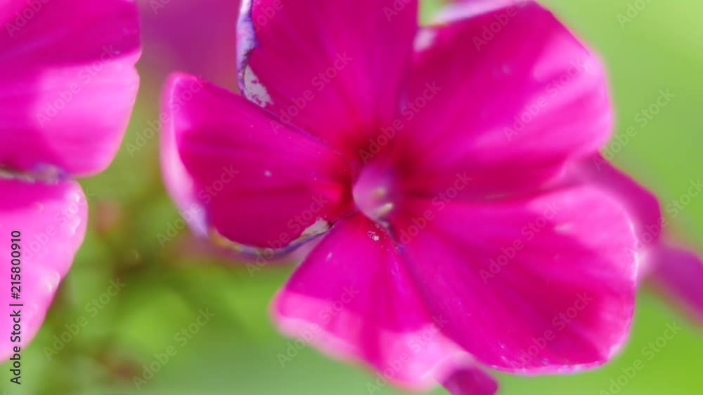Pink Phlox Flowers In The Garden Pink Phlox Flowers In The Garden
