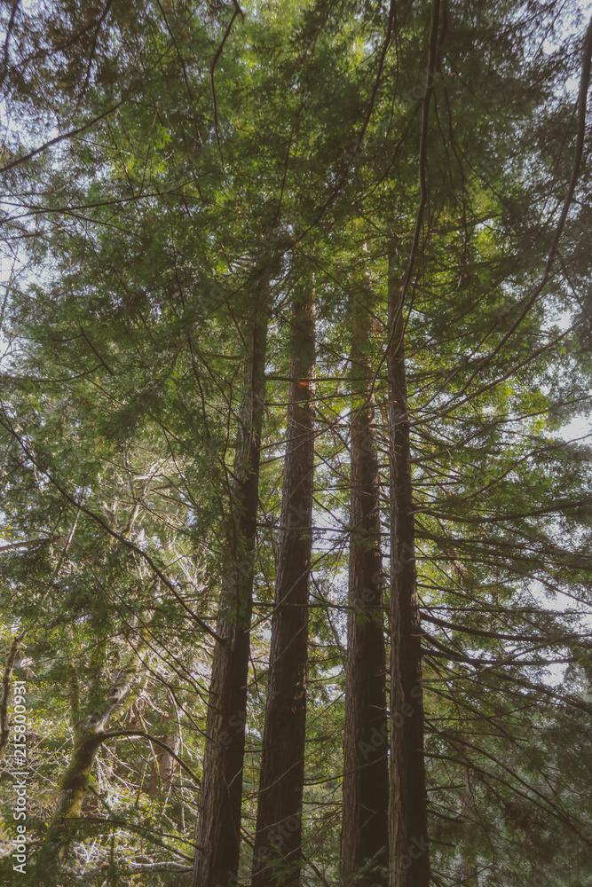 Obraz premium red woods