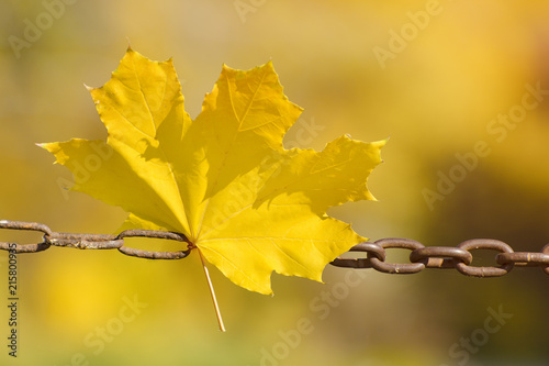 Yellow maple leaves on a metal chain. Autumn concept