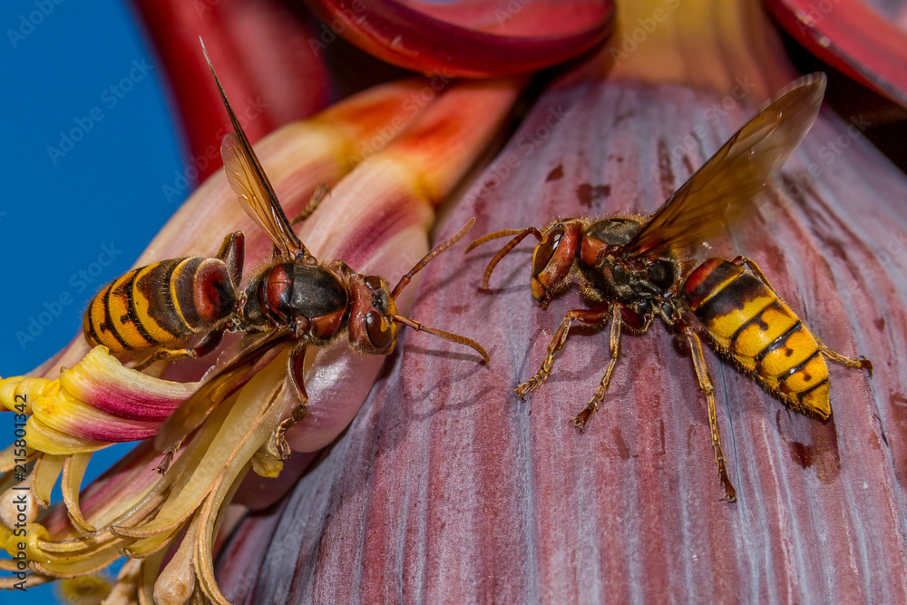 Naklejka premium Wasps