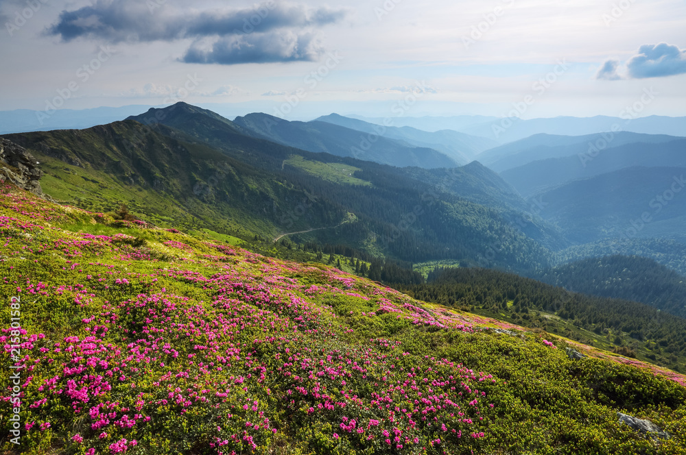 Landscape with beautiful pink rhododendron flowers. Sky with clouds. High mountains in haze. Place of resort for Tourists. Location the Carpathian Mountains, Marmarosy, Ukraine.