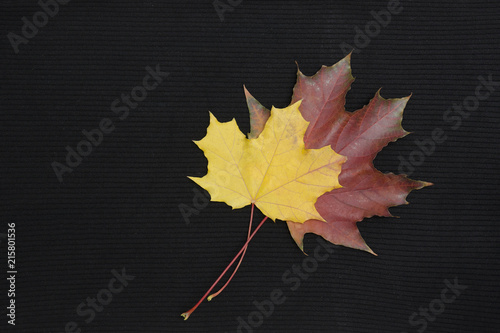 Two maple leaves on a black knitted background. Autumn concept