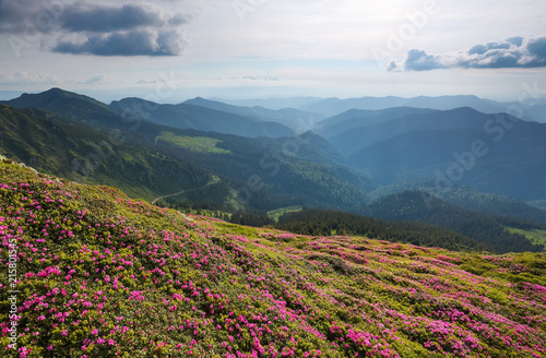 Landscape with beautiful pink rhododendron flowers. Sky with clouds. High mountains in haze. Place of resort for Tourists. Location the Carpathian Mountains, Marmarosy, Ukraine.