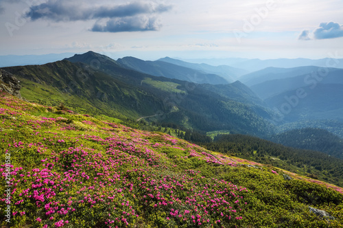 Landscape with beautiful pink rhododendron flowers. Sky with clouds. High mountains in haze. Place of resort for Tourists. Location the Carpathian Mountains  Marmarosy  Ukraine.