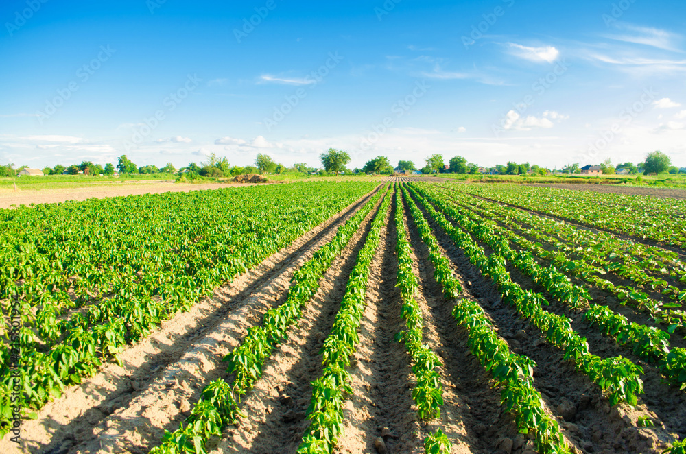 vegetable rows of pepper grow in the field. farming, agriculture. Landscape with agricultural land vegetable rows of pepper grow in the field. farming, agriculture. Landscape with agricultural land