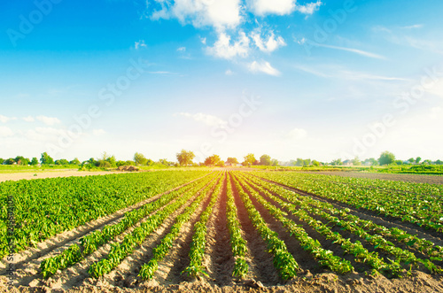 vegetable rows of pepper grow in the field. farming  agriculture. Landscape with agricultural land