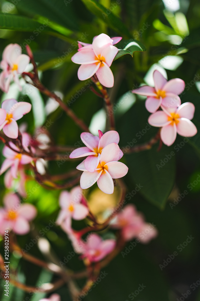 Plumeria blossom Plumeria blossom