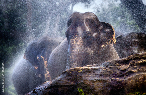 wet elephant in the rain