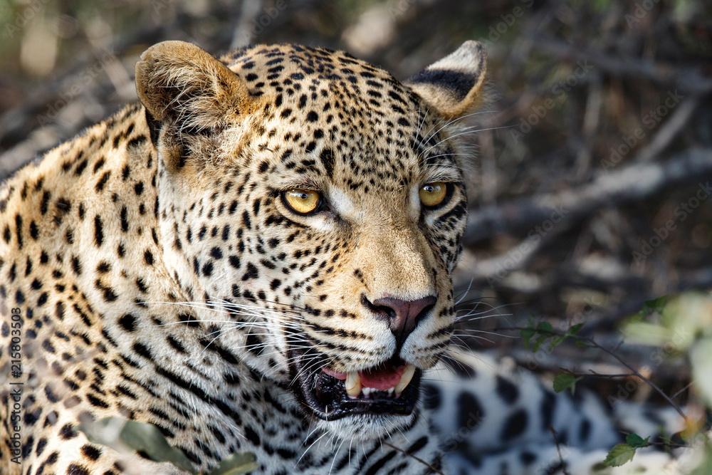 Portrait of a male leopard in Sabi Sands Game Reserve, part of the Greater Kruger Region, in South Africa Portrait of a male leopard in Sabi Sands Game Reserve, part of the Greater Kruger Region, in South Africa