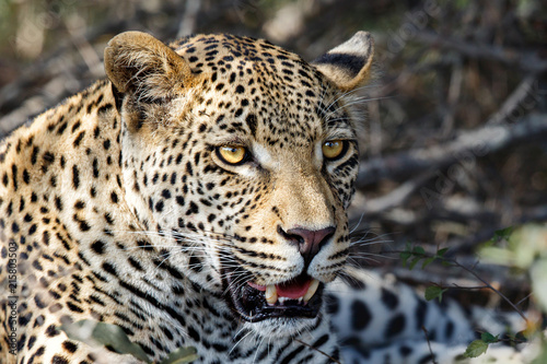 Portrait of a male leopard in Sabi Sands Game Reserve, part of the Greater Kruger Region, in South Africa © henk bogaard