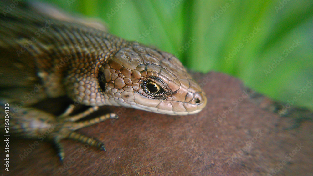 Fototapeta premium Lizard_001