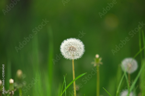 Dandelion Blowball flower on green grass background during spring time