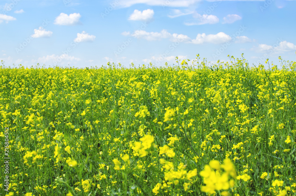 Obraz premium field of yellow flowers with a blue sky with white clouds on a warm summer sunny day
