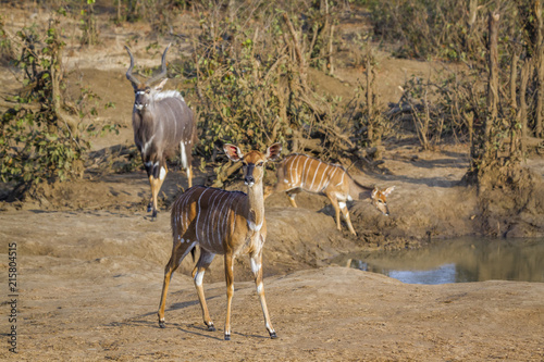 Nyala in Kruger National park  South Africa   Specie Tragelaphus angasii family of Bovidae