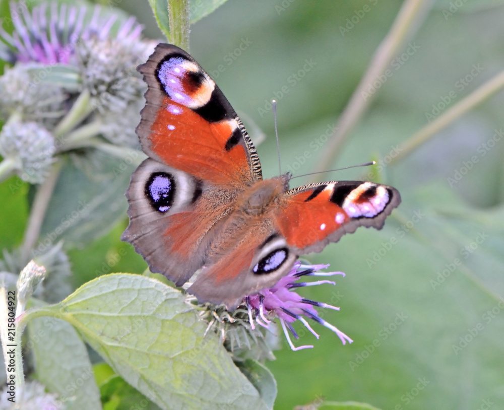 Obraz premium butterfly sitting on thistle macro leaves