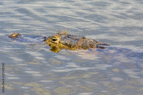 Head of a caiman submerged in Pantanal waters, Mato Grosso do Sul, Brazil
