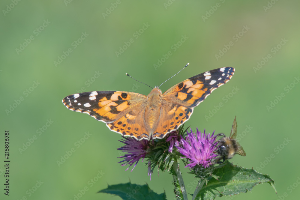 Painted Lady butterfly (vanessa cardu) feeding nectar from a thistle Painted Lady butterfly (vanessa cardu) feeding nectar from a thistle
