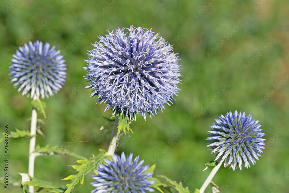 Blühende Kugeldistel, Echinops