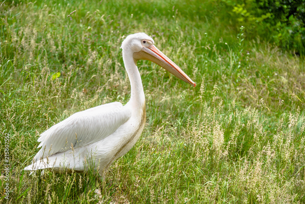 Fototapeta premium Great white pelican on grass. Pelicans family. Wild bird in zoo.