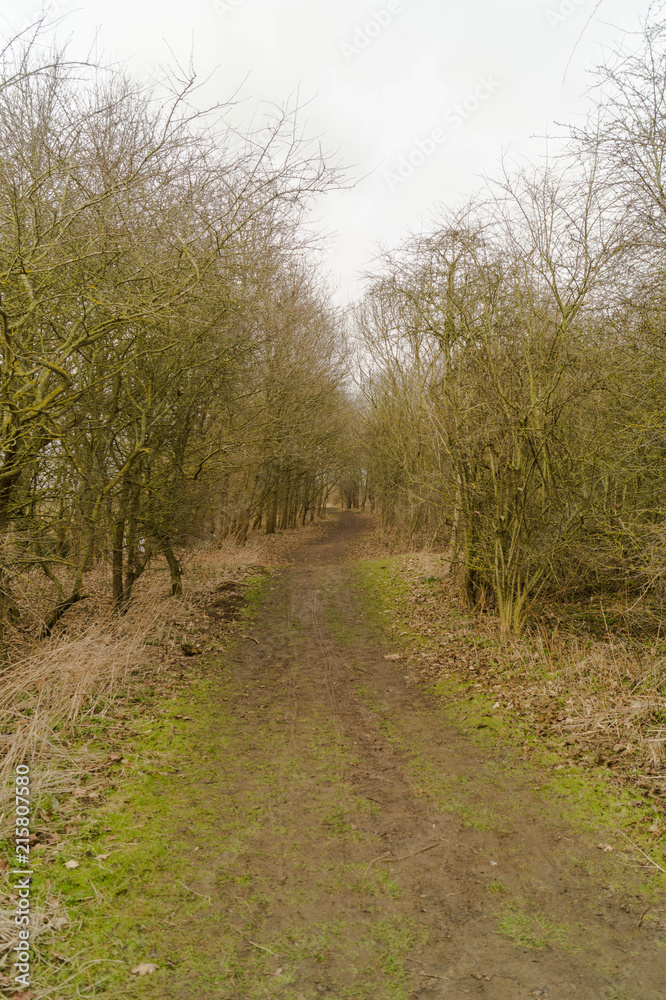 Fototapeta premium Path Through the Forest