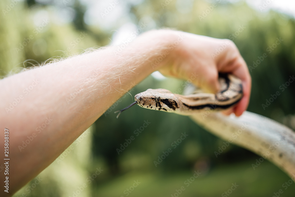 Fototapeta premium snake at wildlife park