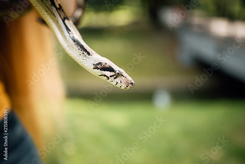 snake at wildlife park