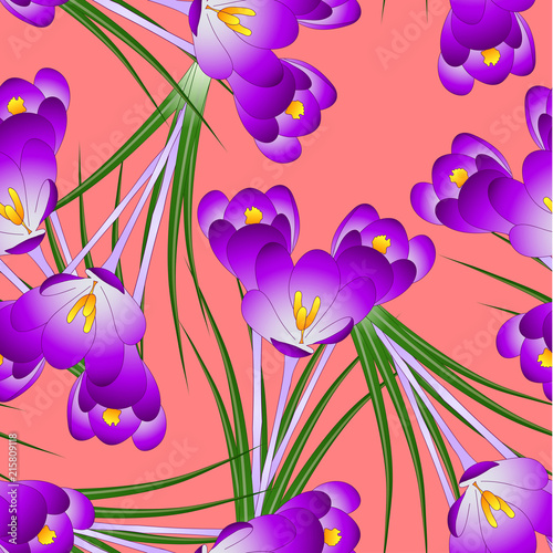 Fototapeta Naklejka Na Ścianę i Meble -  Purple Crocus Flower on Orange Red Background