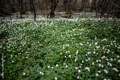 Wallpaper Mural Swedish Forrest in the Spring Torontodigital.ca