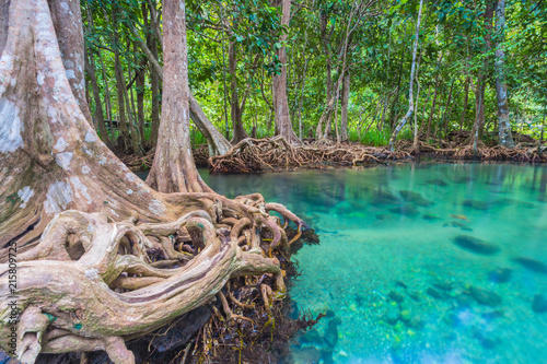 Wooden bridge to the jungle, Tha pom mangrove forest, Krabi,Thailand