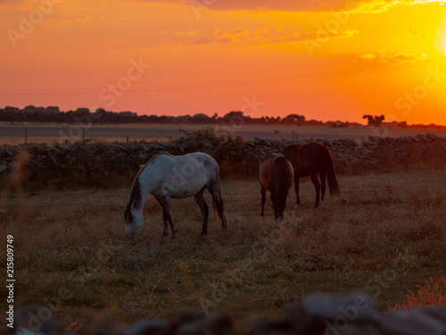 Horse at the sunset grazing in the spanish dehesa © anuskiserrano