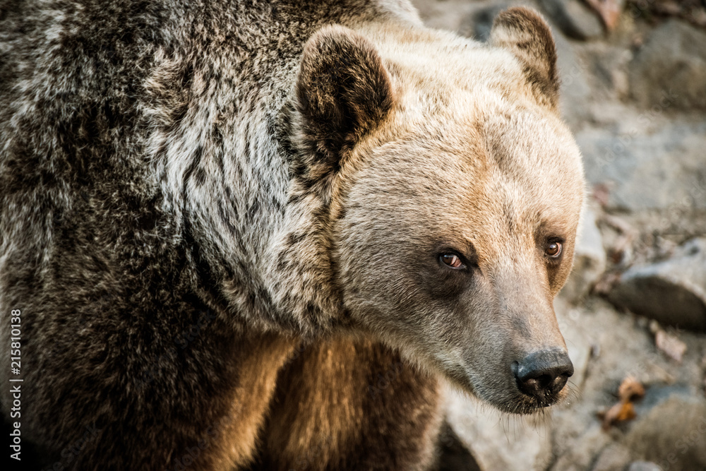 Wild brown bear portrait close-up