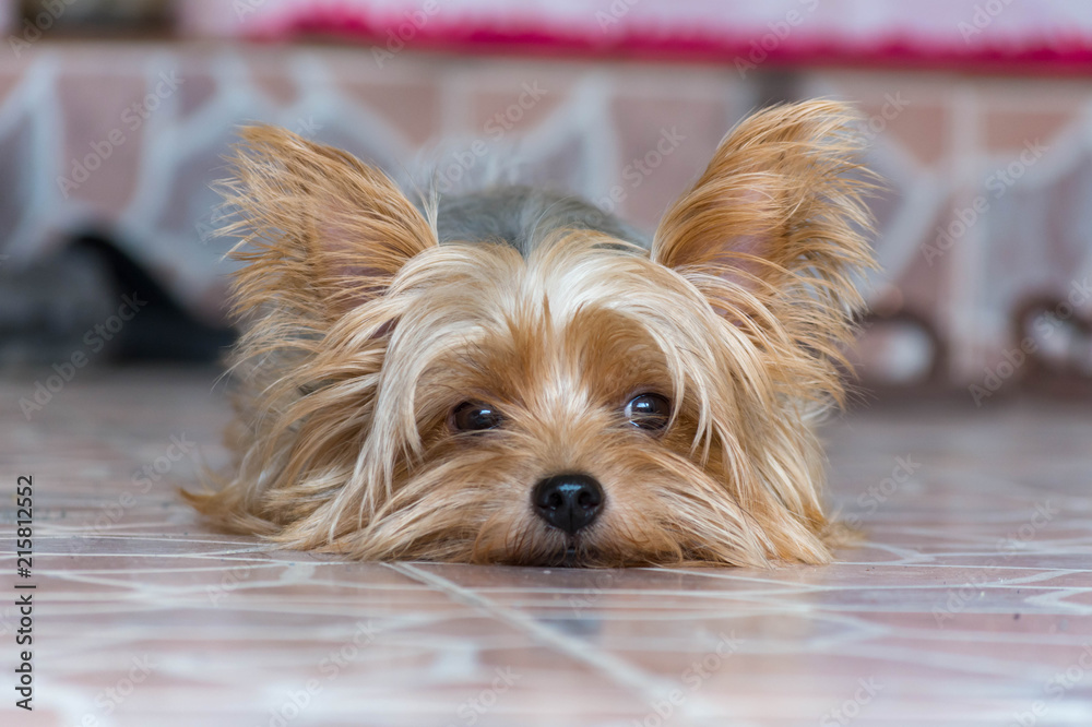可愛い 小型 犬 ヨークシャテリア Stock 写真 Adobe Stock