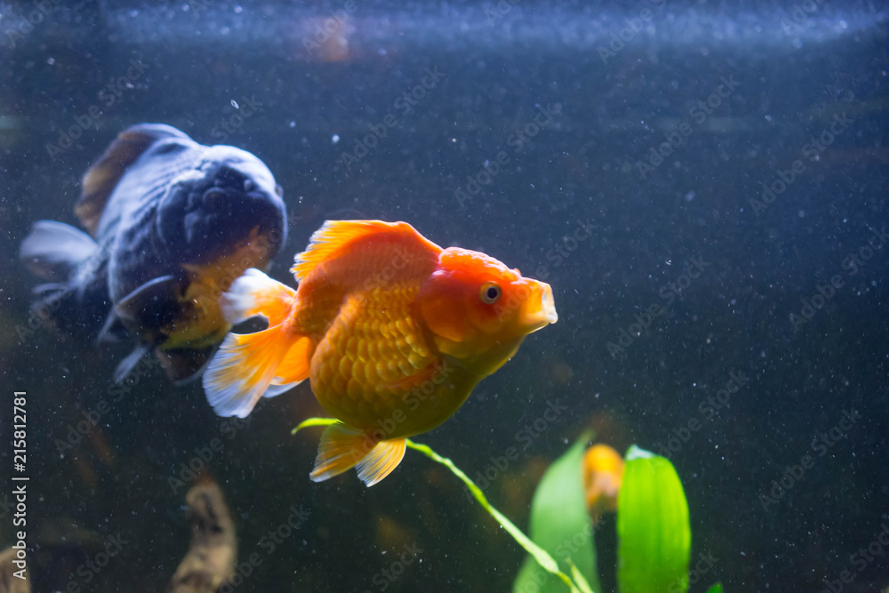 アクアリウム 魚 鑑賞 金魚 かわいい Stock Photo Adobe Stock