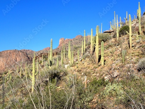 Clear blue sky and green saguaro cactus in the Arizona desert. 