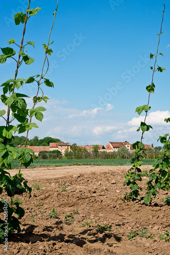 Hop field in front of old hop drying houses. Lisany village. Czech Republic. photo