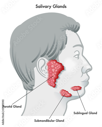Vector illustration diagram of a face in profile noting the salivary glands and their locations, isolated on a white background. photo