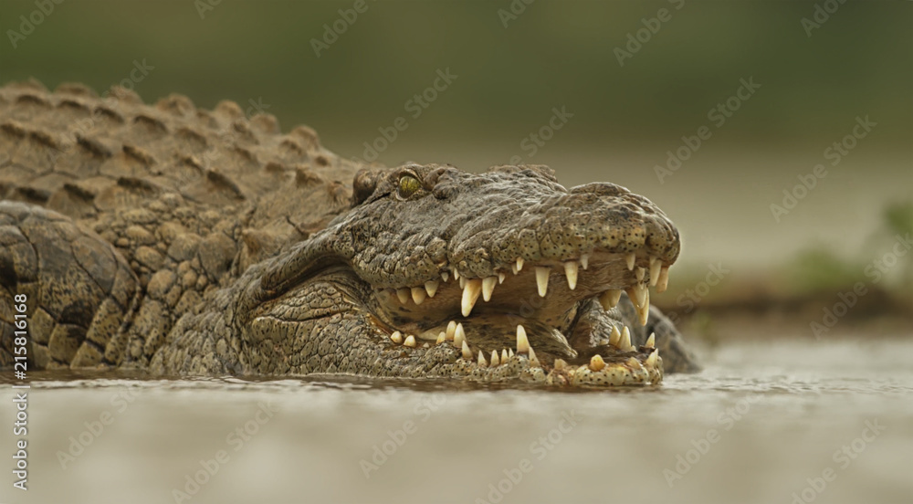 Obraz premium Krokodyl w rzece