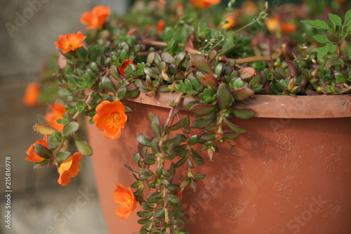 Ground-cover flower of Portulac photo