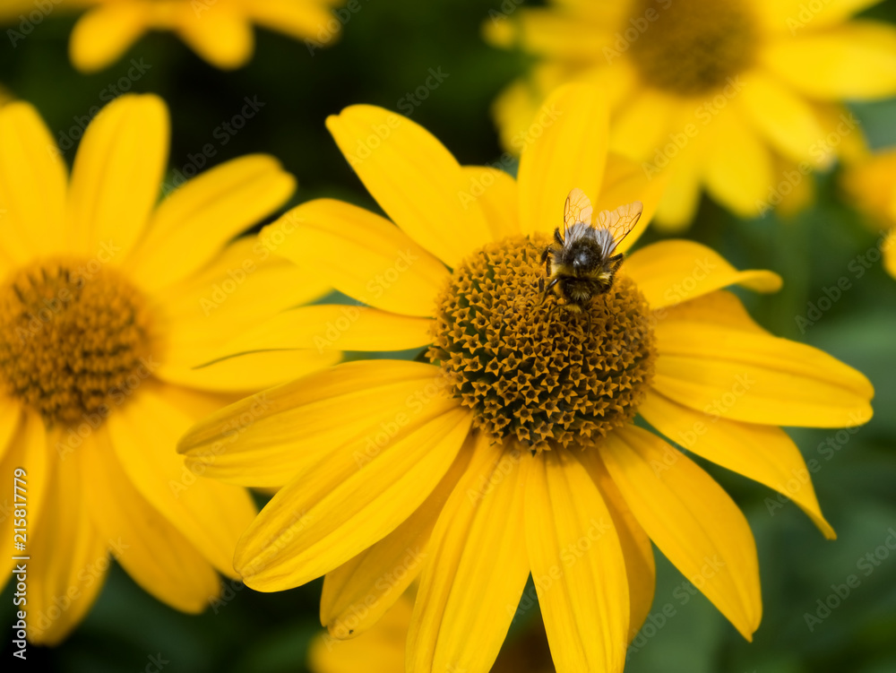 beautiful flower and bee in the garden closeup beautiful flower and bee in the garden closeup