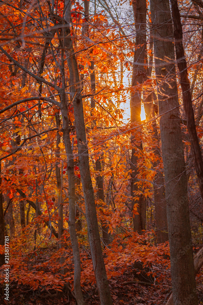 Sunset on a wooded trail during autumn