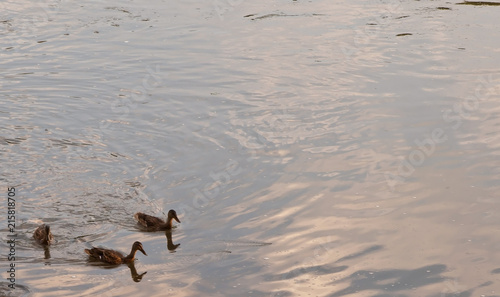 Three mallard ducks swimming in the Allegheny River In Warren County, Pennsylvania, USA with room in the picture for added text