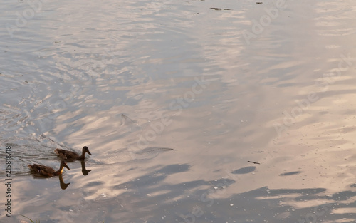 Two mallard ducks swimming in the Allegheny River In Warren County, Pennsylvania, USA with room in the picture for added text photo