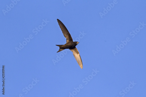 Flying swift. Common Swift (Apus apus).